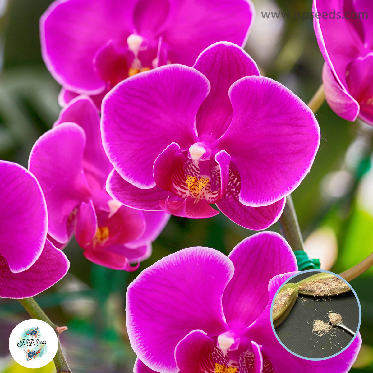 50 Pink Phalaenopsis Orchid flower Seeds (Flower Garden Potted Plants)Thailand Orchids