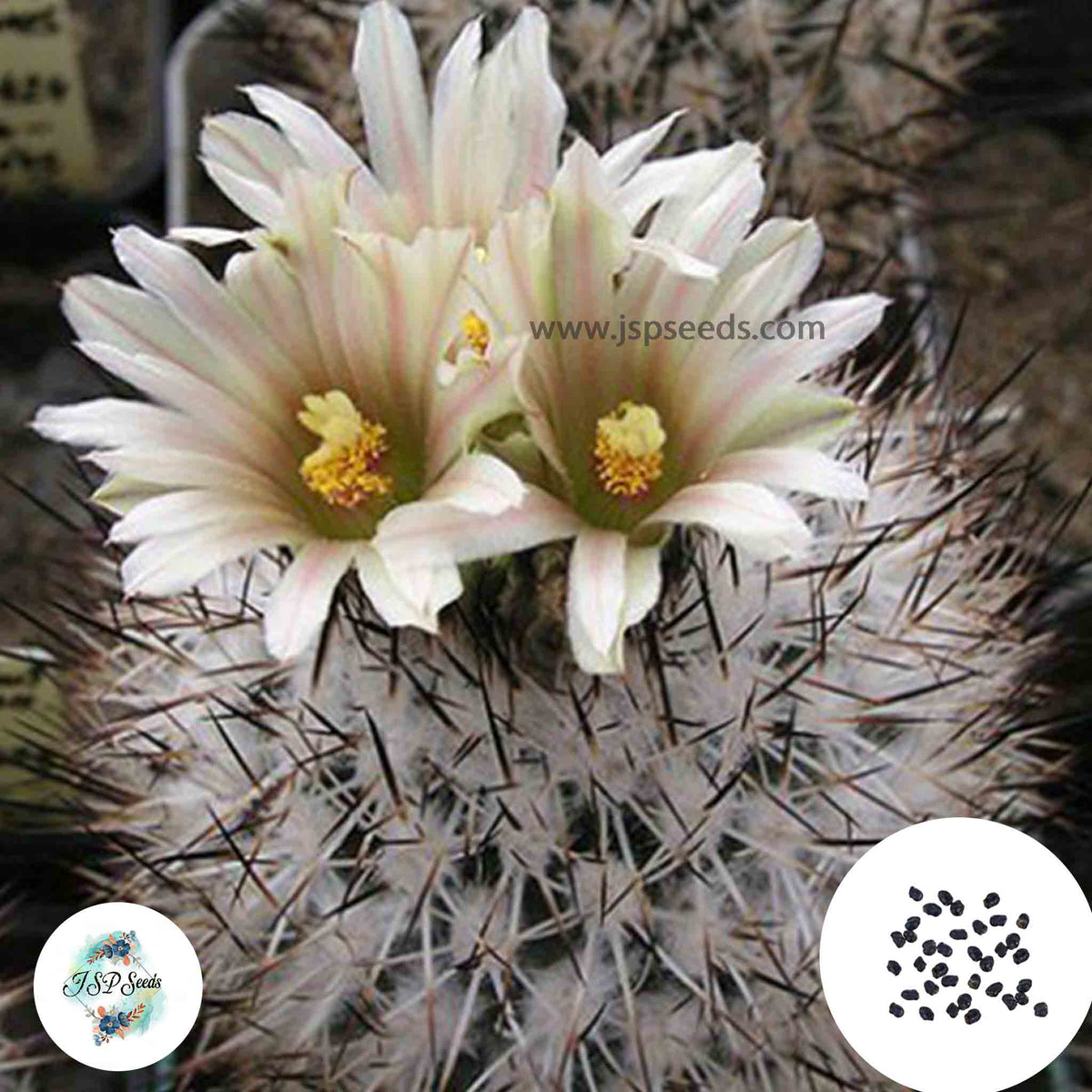 40 Seeds Gymnocactus beguinii v. senilis Cactus Succulent seeds