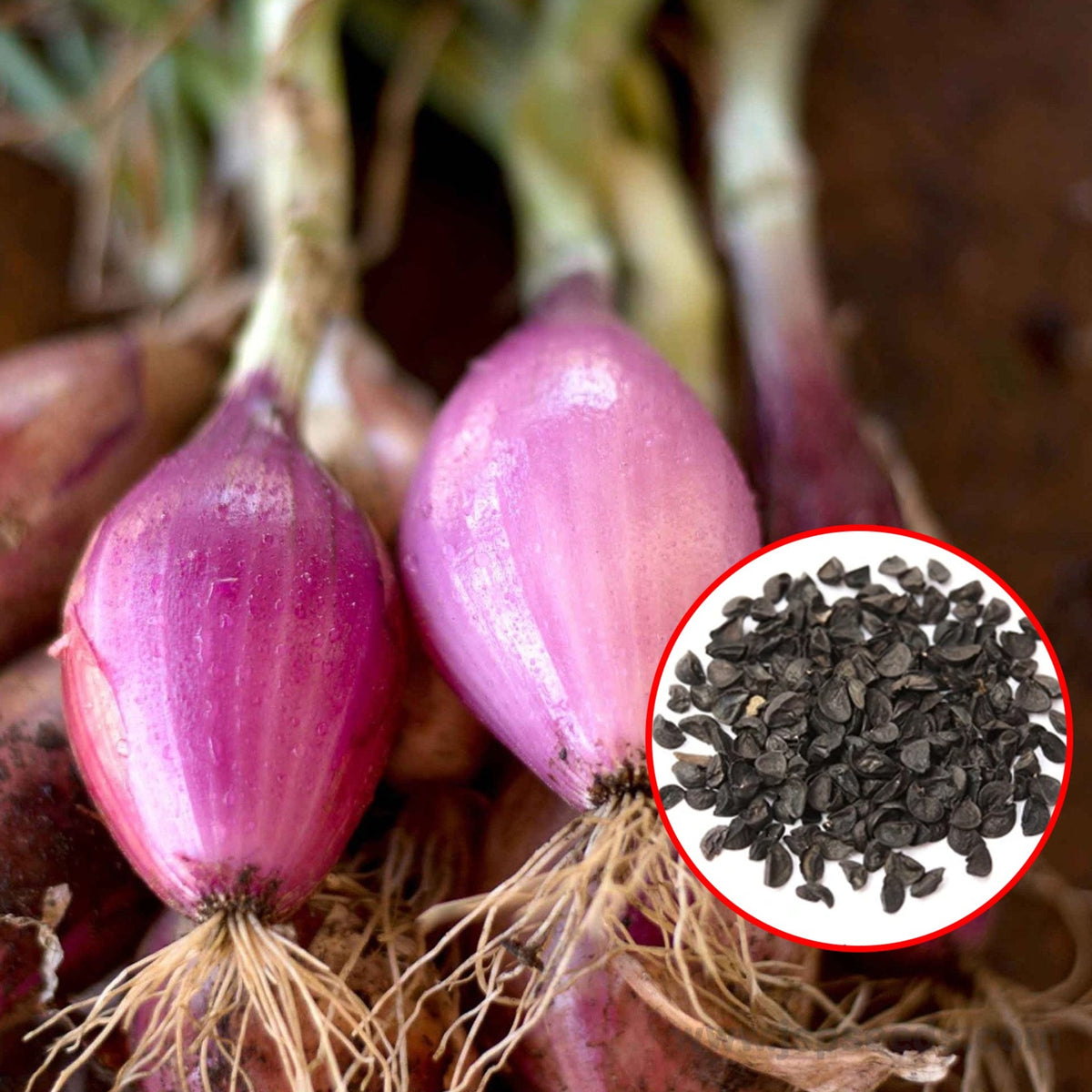 100 Rare Long Red Florence’ Onion Heirloom Seeds (Vegetable Potted Plants)