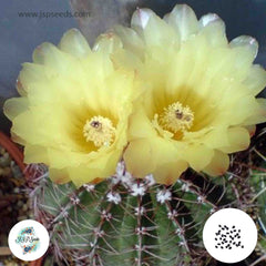 40 Seeds Notocactus allosiphon Cactus Succulent seeds