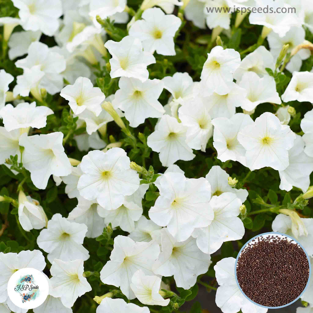 1000 Classic White Petunia Seeds Grandiflora, Multiflora, Milliflora Perennial Flowers Annual Seeds (Flower)