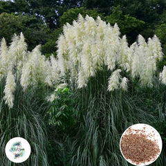 300 White Cortaderia Selloana Seeds Pampas Grass Perennial Blooms Seeds