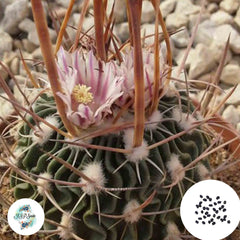 40 Seeds Echinofossulocactus lloydii Cactus Succulent seeds