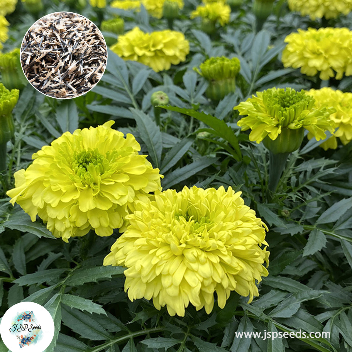 200 Nosento Limegreen French Marigold Double Dwarf Flowers Heirloom Seeds (Asia Flower)