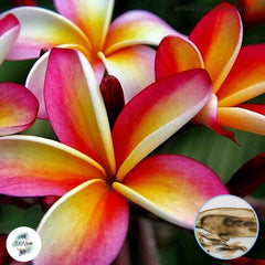 20 Thai Nooi Rainbow Plumeria (Frangipani) Seeds Fresh Flower New Seeds