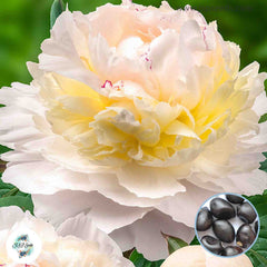 20 Avalanche Peony Paeoniaceae Paeonia suffruticosa Tree Flower Plant Seeds (Lucky Flower) (Flower Garden Potted Plants)