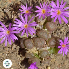 Conophytum arthurolfago [RARE] / 40 seeds