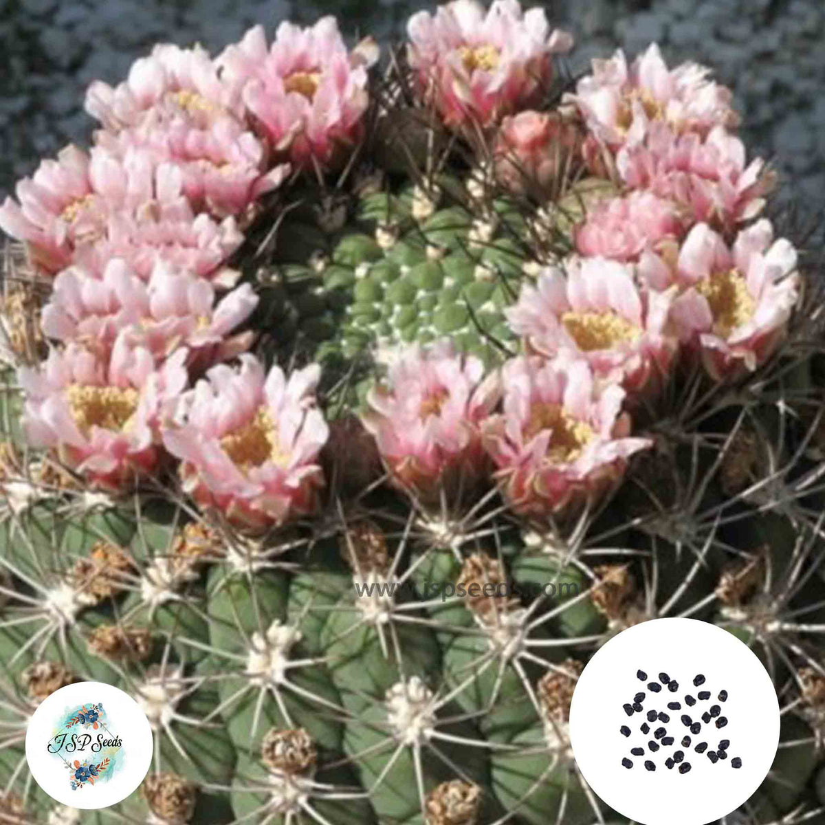 40 Seeds Gymnocalycium saglione Cactus Succulent seeds