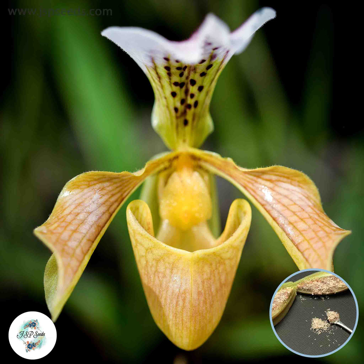 50 Paphiopedilum Orchids Lady Slipper Orchid flower Seeds (Flower Garden Potted Plants)