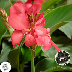 30 Toucan Rose CANNA LILY Indian Shot Canna Indica Flower Seeds Cannaceae (Asia Flower)