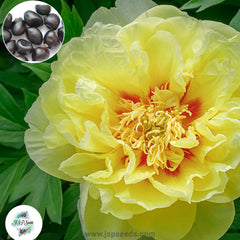 20 Bartzella Peony Paeoniaceae Paeonia suffruticosa Tree Flower Plant Seeds (Lucky Flower) (Flower Garden Potted Plants)