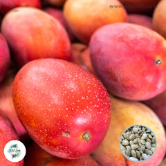 5 Taiwan Red Mango tropical fruit harvest Mango Seeds (Asia Fruit) Delicious Mango Fruit (Mangifera indica L.)Tree