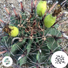 40 Seeds Ferrocactus Thorny Hawk  Cactus Succulent seeds