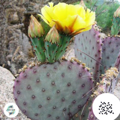 40 Seeds Opuntia violacea var Cactus Succulent seeds