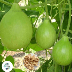 20 Climbing Vine Dipper Gourd Seeds 100pcs