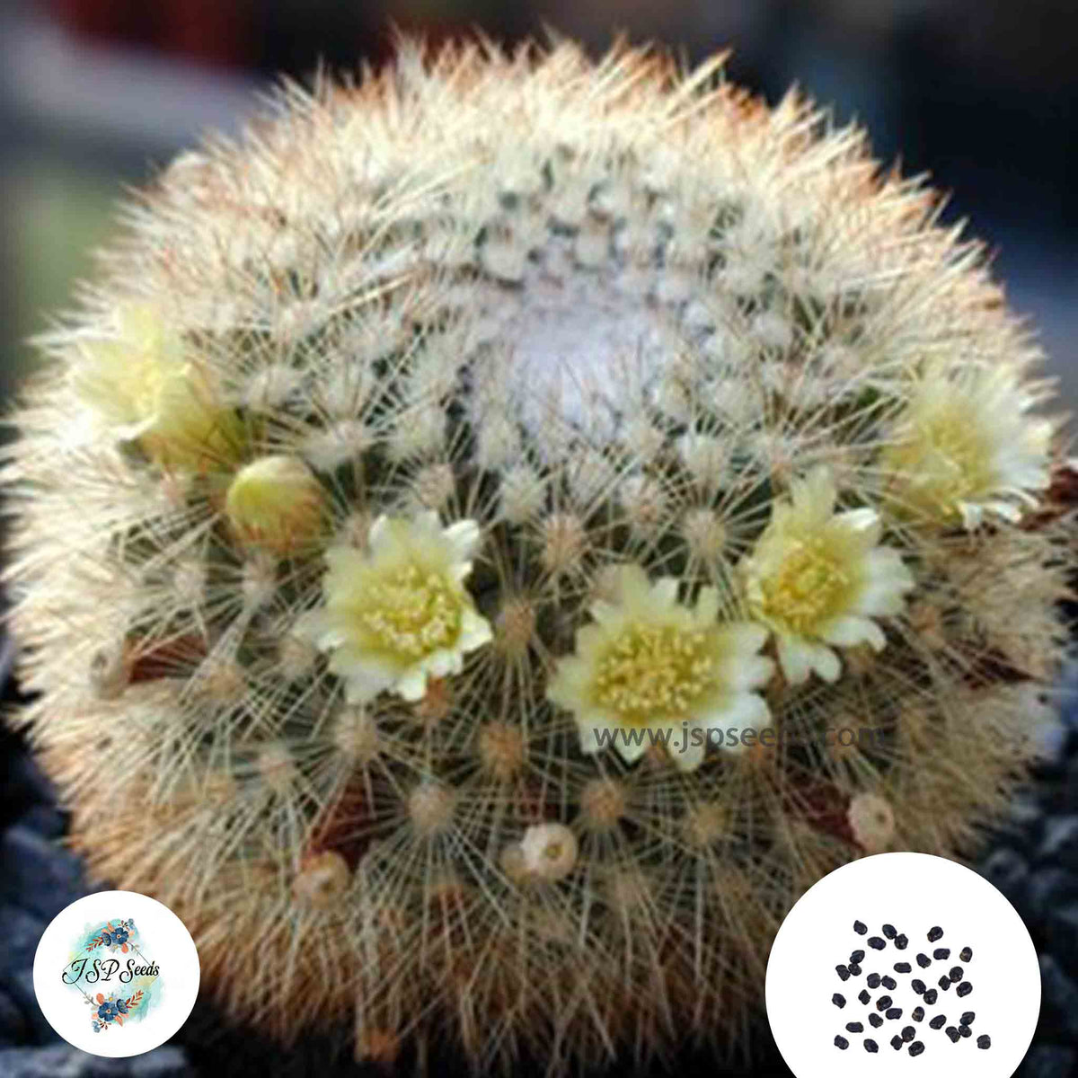 40 Seeds Mammillaria densispina v. Charco Azul Cactus Succulent seeds