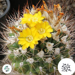 40 Seeds Weingartia cintiensis Cactus Succulent seeds