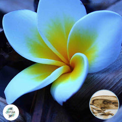 20 Thai Morning Plumeria Rubra (Frangipani) Seeds Fresh Flower New Seeds