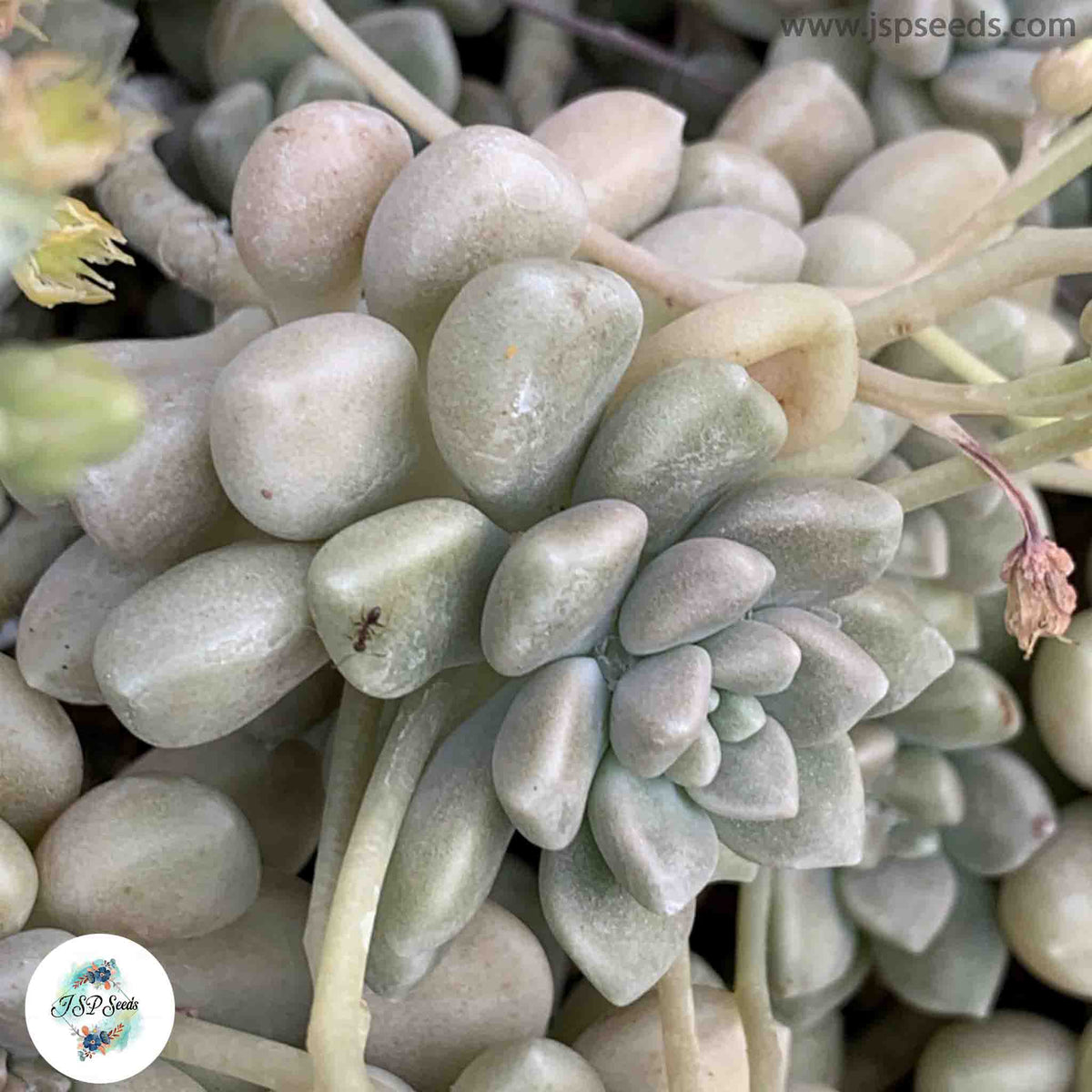 Graptopetalum mendozae / 40 seeds