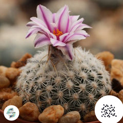 40 Seeds Turbinicarpus saueri v. septentrionalis Cactus Succulent seeds