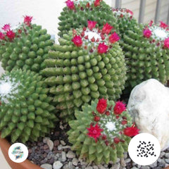 40 Seeds Mammillaria toluca Cactus Succulent seeds