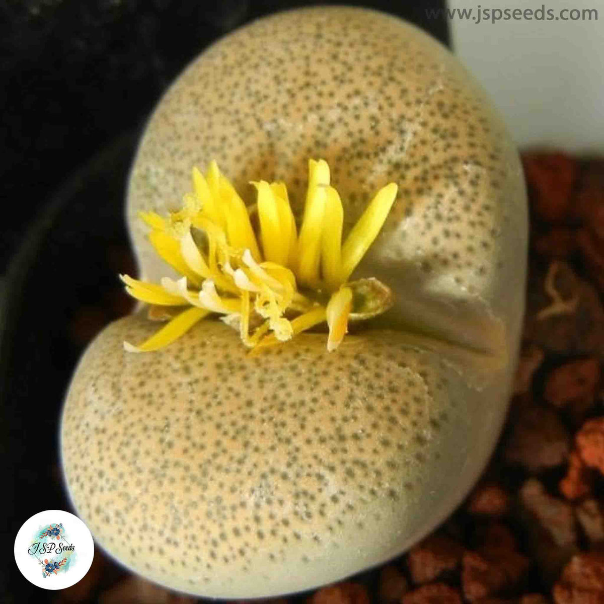 Lithops terricolor C133 / 40 seeds (Living Stones)