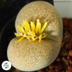 Lithops terricolor C133 / 40 seeds (Living Stones)