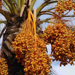 12 Zahidi Date Palm Seeds Phoenix dactylifera (Arecaceae) Fruit Seeds (UAE Lab 127)