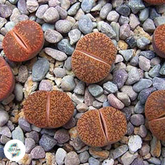 Lithops lesliei v hornii / Living stones / 40 seeds