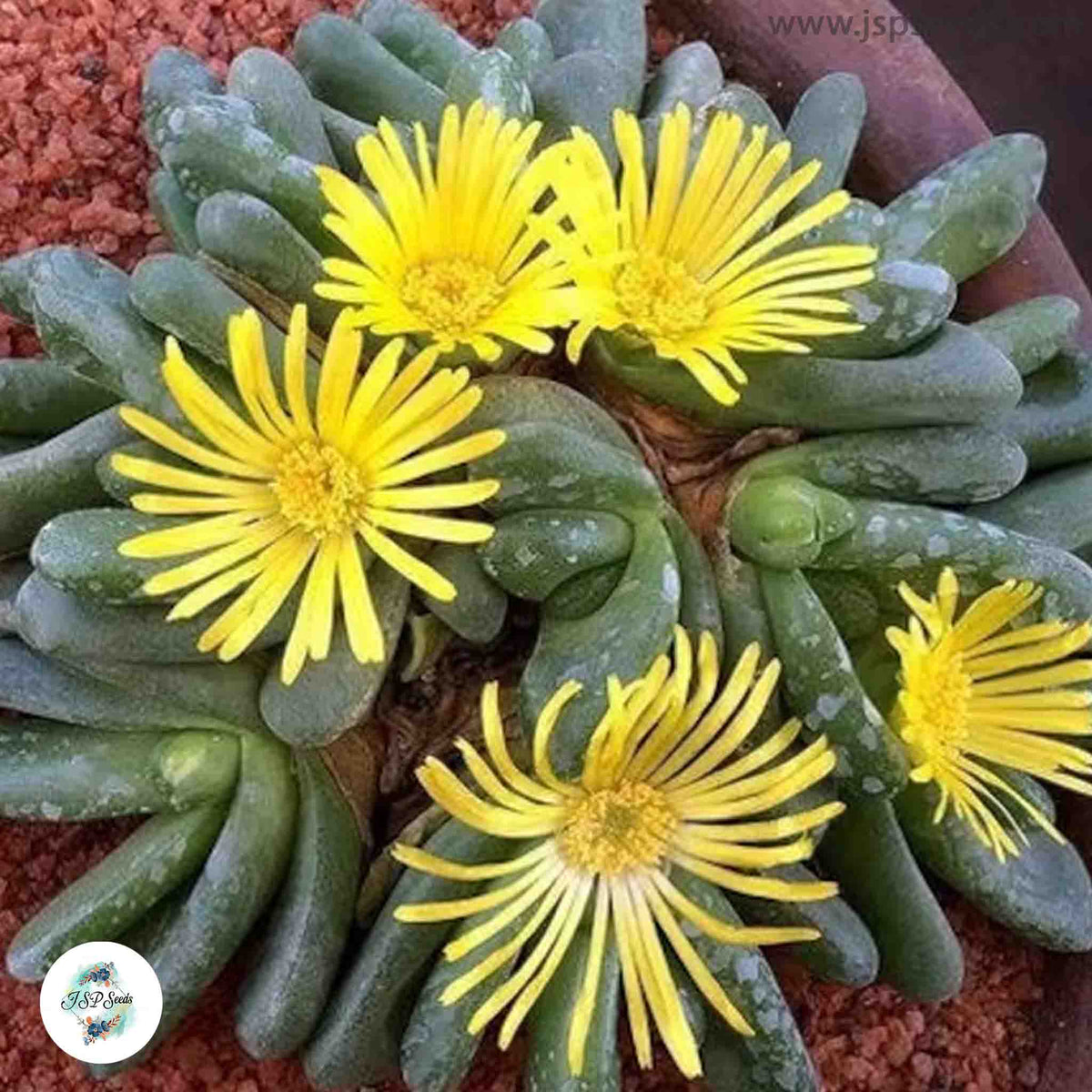 Glottiphyllum / 40 seeds (Tongue plant)