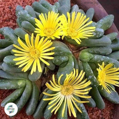 Glottiphyllum / 40 seeds (Tongue plant)