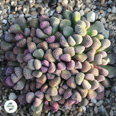Titanopsis-hugo-schlechteri v alboviridis / 40 seeds