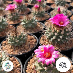 40 Seeds Turbinicarpus mix Cactus Succulent seeds