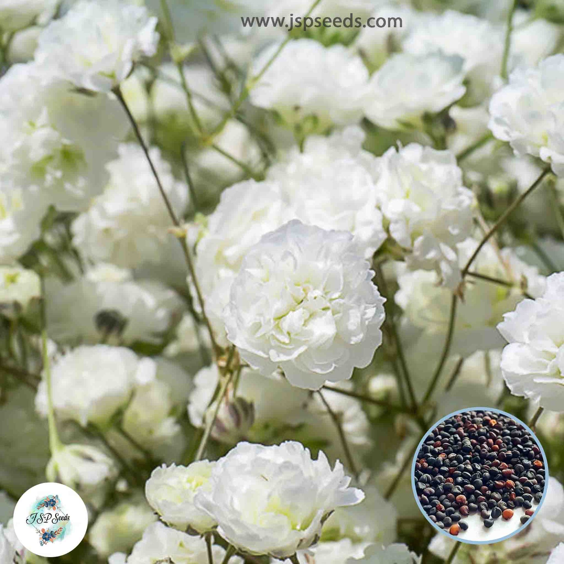 Gypsophila – JSPSeeds