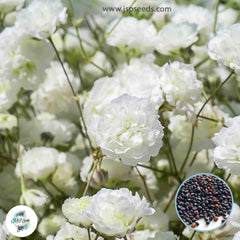 600 White Gypsophila paniculata L Baby's Breath Gypsophila Flower Seeds