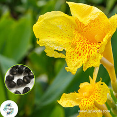 30 Dwarf Thai Yellow CANNA LILY Indian Shot Canna Indica Flower Seeds Cannaceae (Asia Flower)