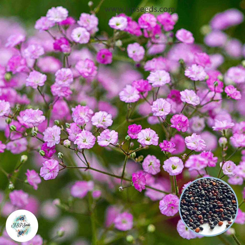 Gypsophila paniculata 'Snow Flake Gypsophila paniculata 'Snow Flake