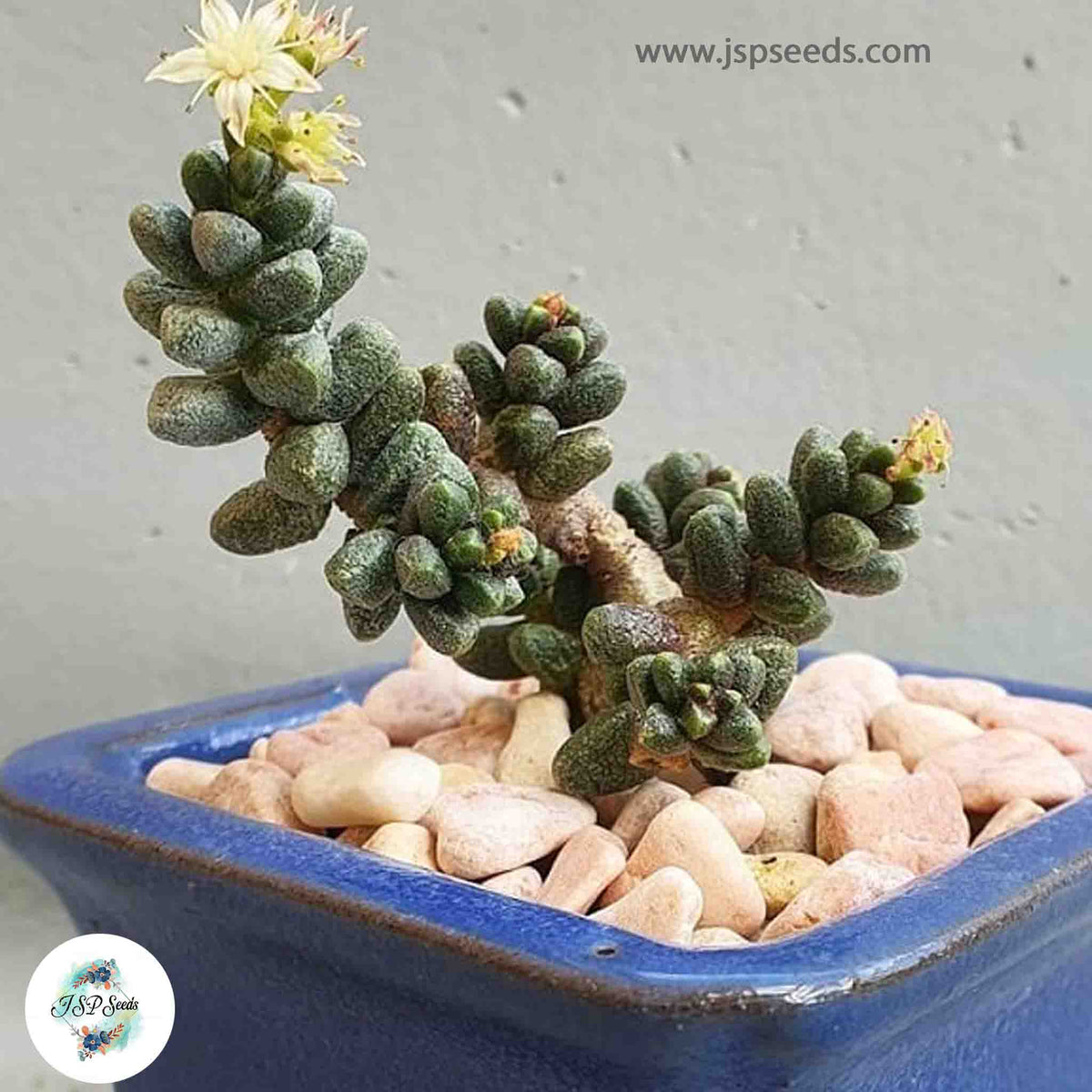 Sedum furfuraceum / 40 seeds (Bonsai sedum)