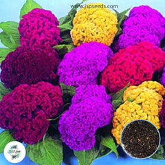 200 Purple Celosia Cristata Mixed Cockscomb Dried Flowers Cutflowers Seeds