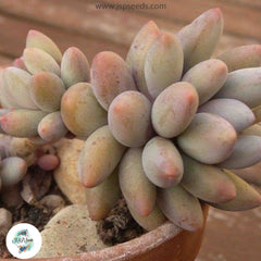 Pachyphytum brachetii / 40 seeds