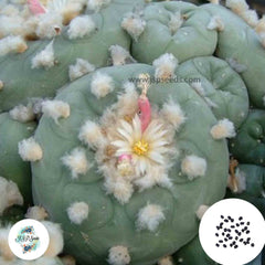 40 Seeds Lophophora diffusa Cactus Succulent seeds