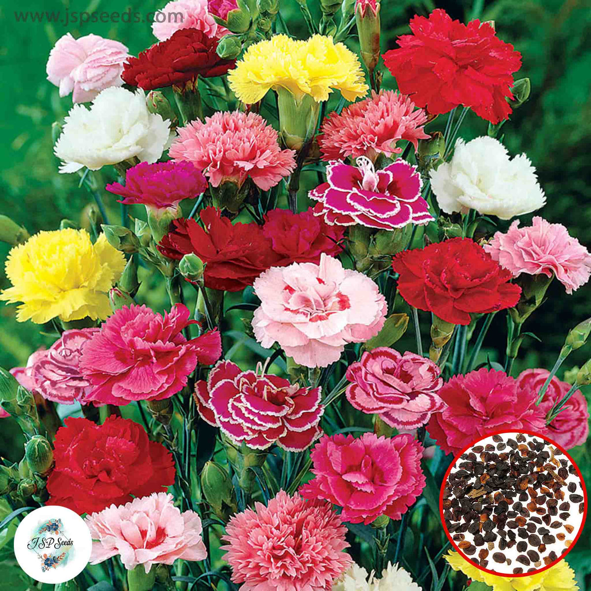 100 Mixed Carnation Seeds Dianthus Flowers Seed Flower Perennial