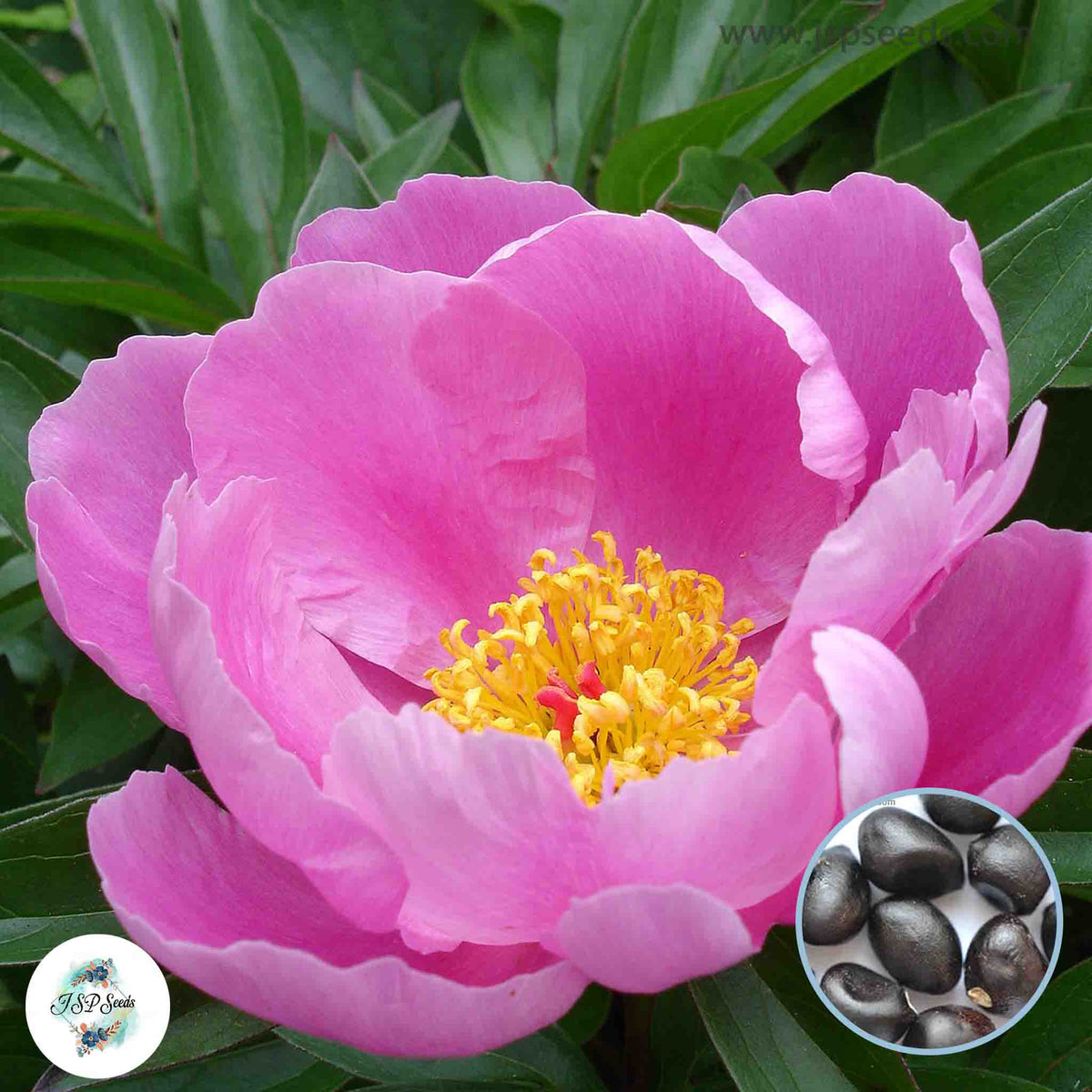 20 Wild Lactiflora Peony Paeoniaceae Paeonia suffruticosa Tree Flower Plant Seeds (Lucky Flower) (Flower Garden Potted Plants)