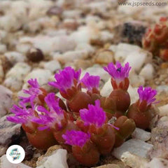 Oophytum oviforme / 40 seeds