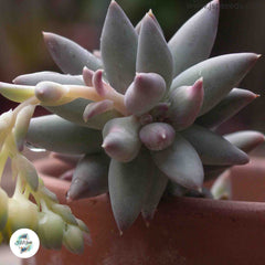 Pachyphytum coeruleum / 40 seeds