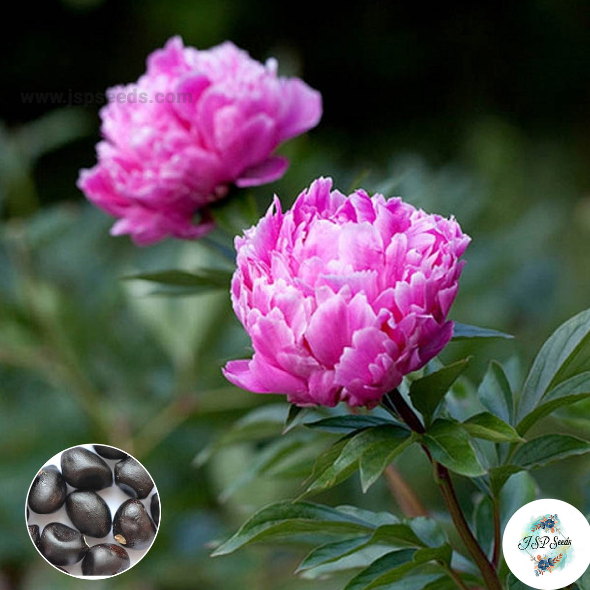 20 Edulis Superba Peony Paeoniaceae Paeonia suffruticosa Tree Flower Plant Seeds (Lucky Flower) (Flower Garden Potted Plants)