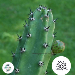 40 Seeds Harrisia jusbertii Cactus Succulent seeds