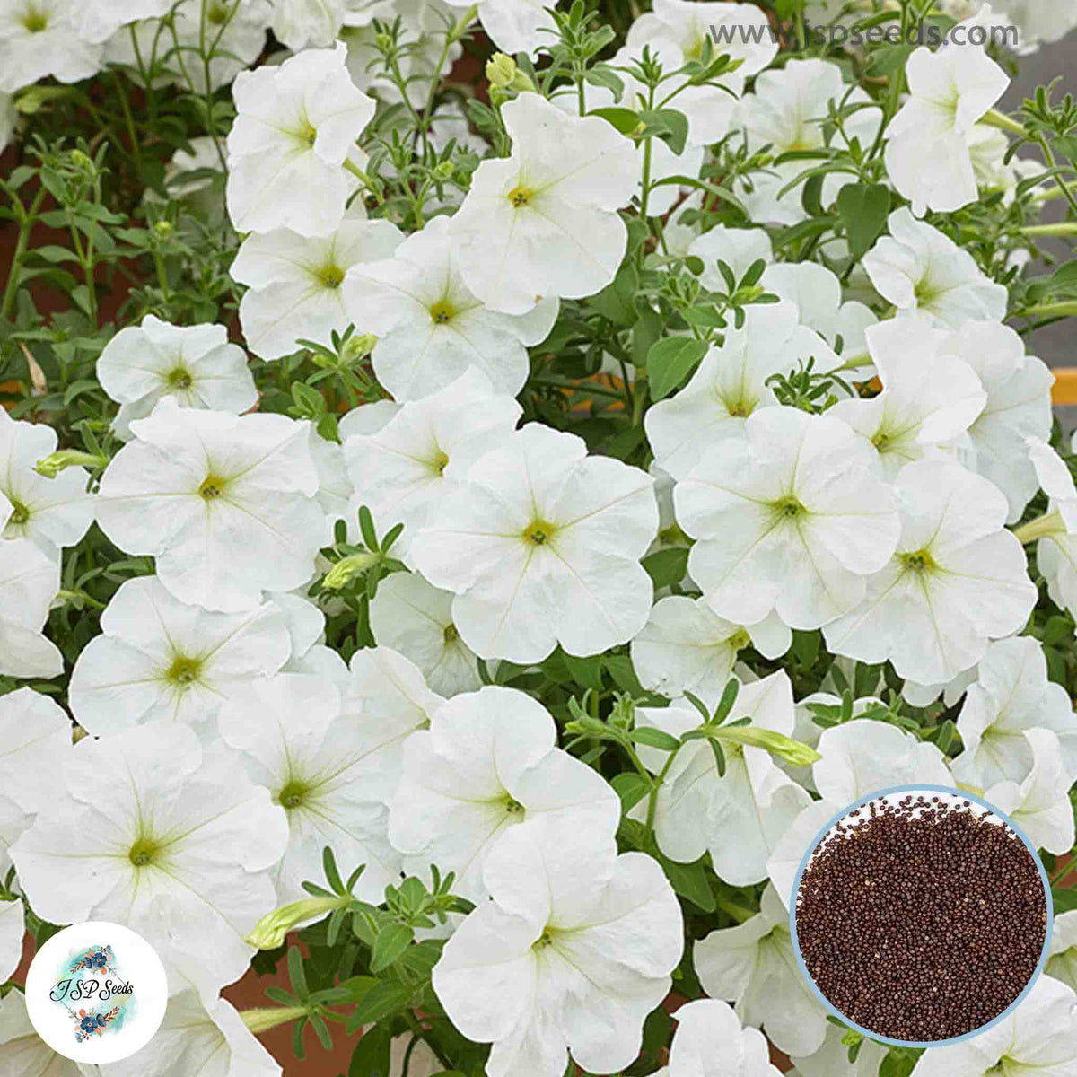 1000 White Avalanche Petunia Seeds Grandiflora, Multiflora, Milliflora Perennial Flowers Annual Seeds (Flower)