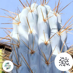 40 Seeds Azureocereus imperator Cactus Succulent seeds