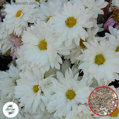 300 White Chrysanthemum DAISY Perennial Heirloom Flower Seeds